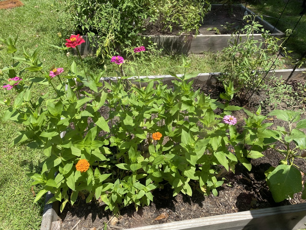 Wildflowers