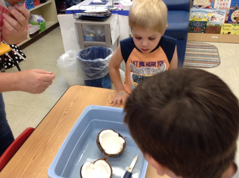 Students looking at the inside of a coconut